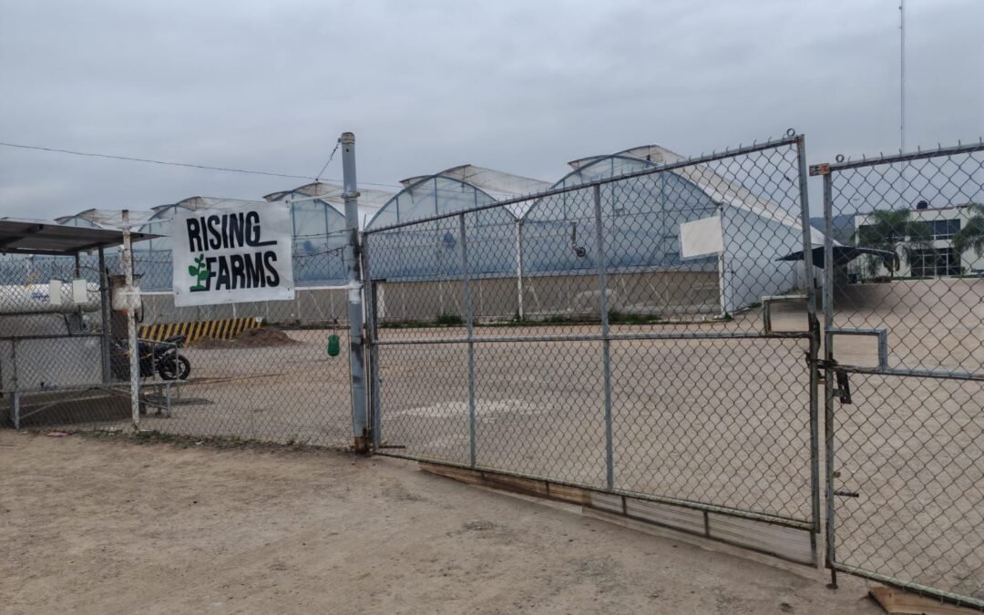 TRABAJADORES DE RISING FARMS PRESENTAN DENUNCIA POR FALTA DE PAGO