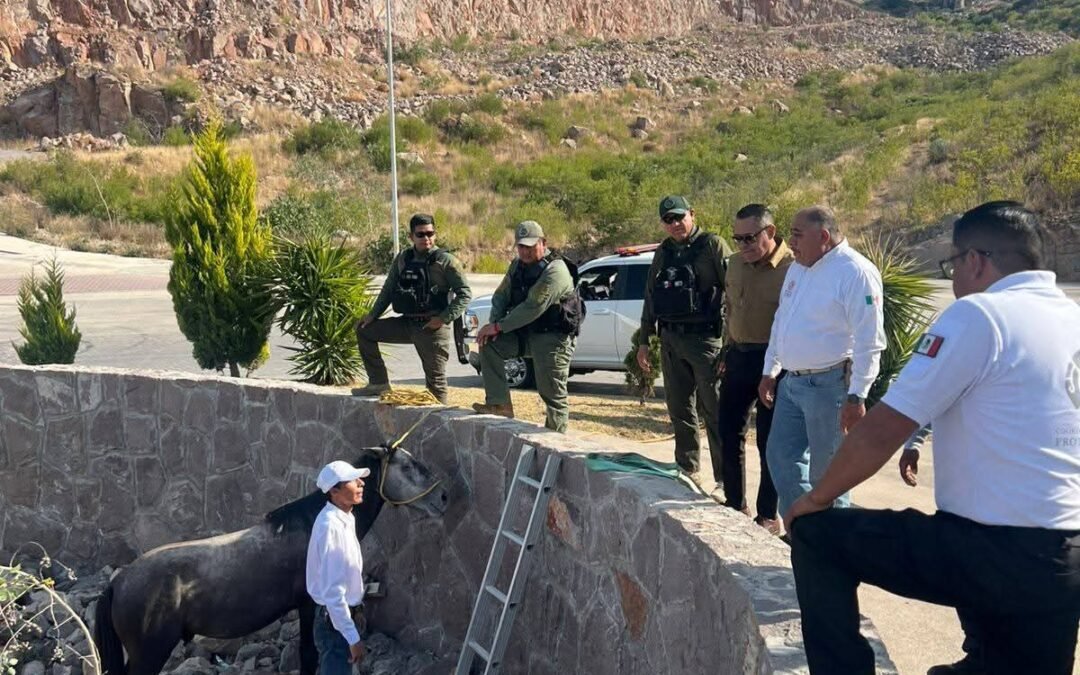 GOBIERNO ESTATAL RESCATA A EQUINO ATRAPADO EN EL PEDREGAL