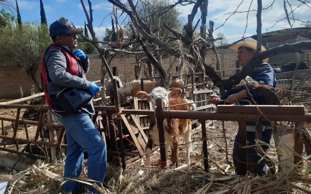AYUNTAMIENTO DE SOLEDAD FORTALECE AL SECTOR GANADERO CON VACUNACIÓN CONTRA BRUCELOSIS