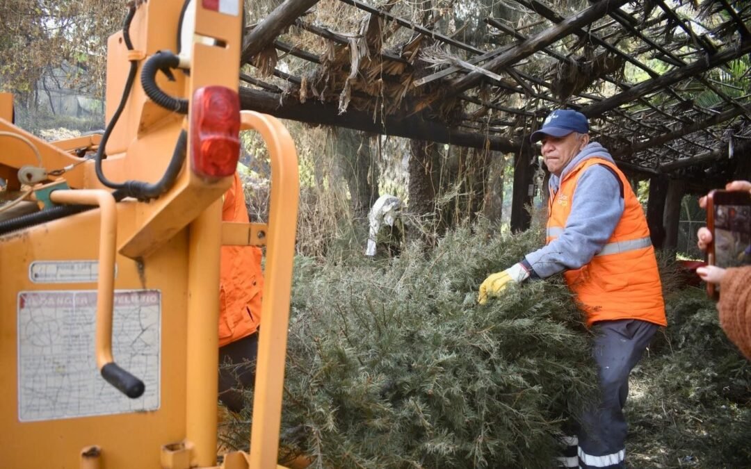 Con el depósito de árboles navideños naturales, ciudadanía coadyuva en el mantenimiento de pulmones urbanos