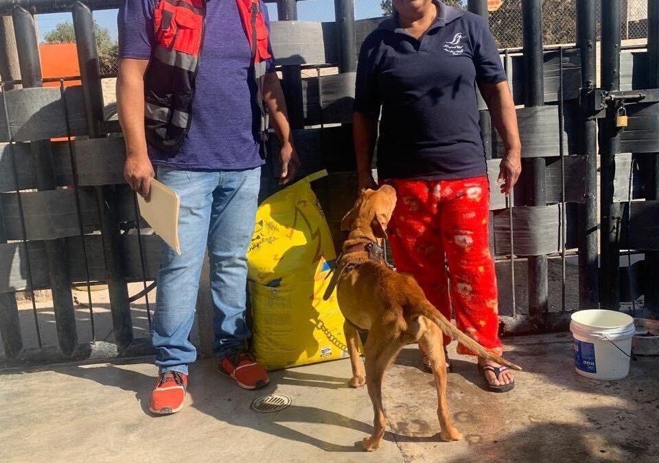 Con rescates continuos, Gobierno de la Capital garantiza protección de animales en general