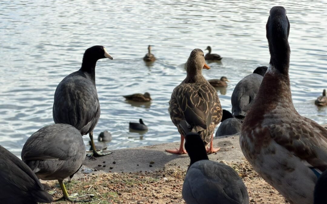 PARQUE TANGAMANGA I FORTALECE SU PAPEL COMO REFUGIO DE AVES MIGRATORIAS