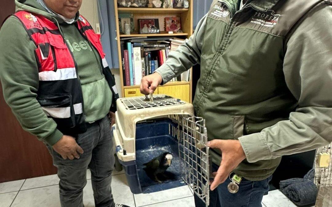 Gracias a los llamados ciudadanos, continúan rescates de animales por parte del Gobierno Capitalino