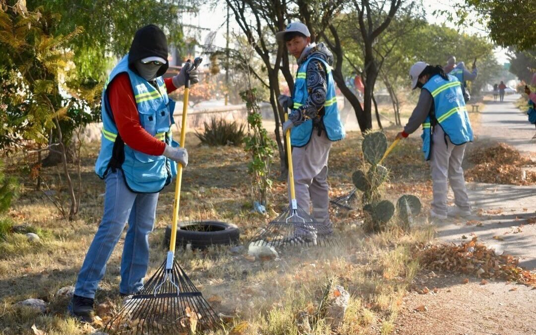 Con poda y riego, el Ayuntamiento de SLP revitaliza camellones y jardines