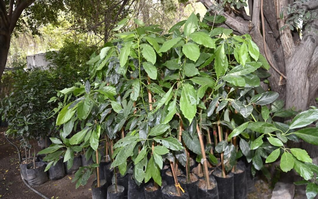 GOBIERNO DE SOLEDAD PREPARA JORNADAS DE REFORESTACIÓN EN CONJUNTO CON COMUNIDADES ESTUDIANTILES