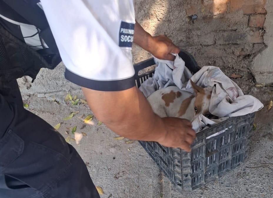 Policía de la Capital atiende reporte por maltrato animal y resguarda a canino lesionado