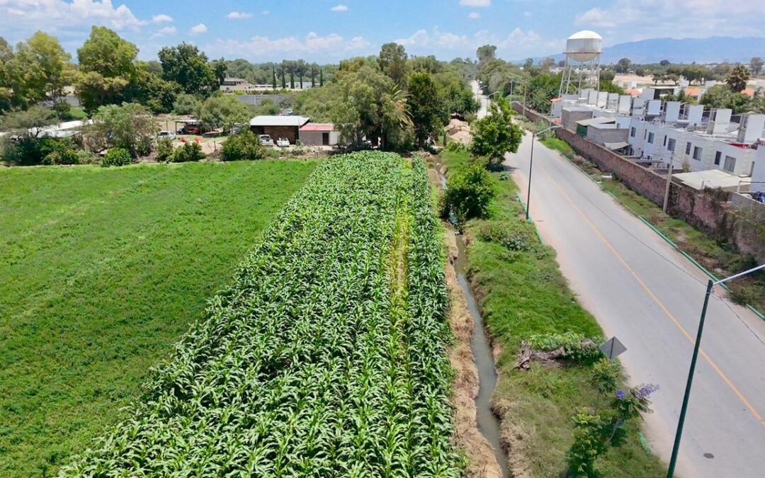 LUVIAS FAVORECEN AL CAMPO SOLEDENSE; GOBIERNO MUNICIPAL MANTIENE MONITOREO EN COMUNIDADES RURALES